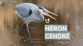 Le héron cendré [upl. by Hagerman229]