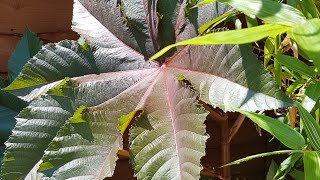 Castor bean Ricinus communis  Plant Identification [upl. by Sirret701]