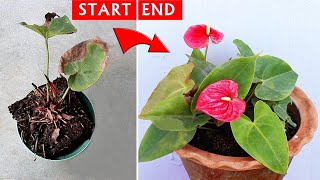 SEE How I SAVED a DYING Anthurium Plant [upl. by Aihtyc434]