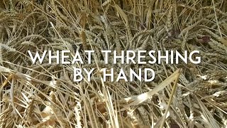 Wheat Threshing and Winnowing by Hand [upl. by Lalitta]