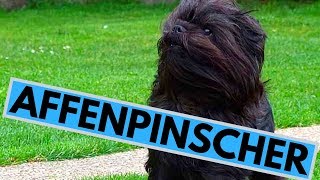 Affenpinscher Dog Breed  Facts And Information [upl. by Zimmermann]