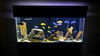 Mbuna Aquarium Setup  Gorgeous African Cichlid Aquarium [upl. by Simmie]