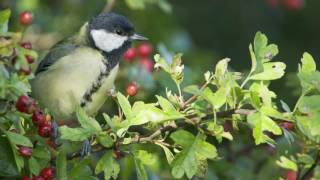 A focus on Hawthorn hedging All you need to know about Crataegus Monogyna [upl. by Yadrahs]