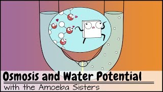 Osmosis and Water Potential Updated [upl. by Aneelahs]