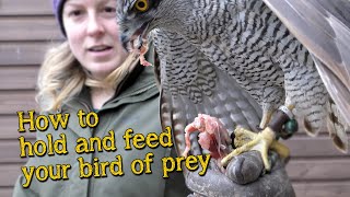 Falconry Basics  How to handle and feed your bird of prey [upl. by Leonhard]