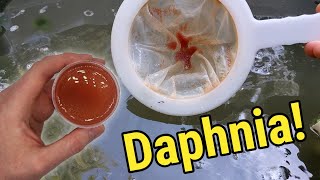 How I Culture Daphnia In Outdoor Tubs [upl. by Mann]