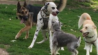 German Shepherd Protects Schnauzer from a Dalmatian [upl. by Anuhsal]