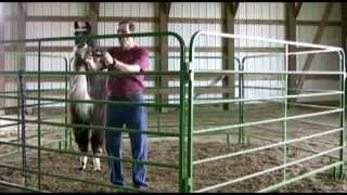 Approach Halter and Lead Your Camelids With Ease [upl. by Annah]