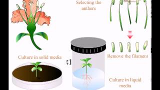 Various types of tissue culture [upl. by Yrolg54]