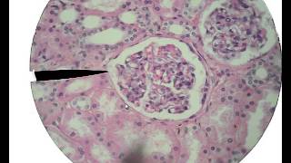 Histology for Beginners [upl. by Adav]