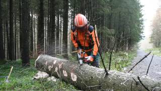 Baumfällen mit einem HolzfällerProfi [upl. by Latsyrc]