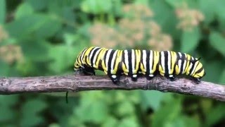 Life Cycle of the Monarch Butterfly [upl. by Ahc436]