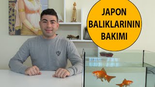 Japon Balıklarının Bakımı [upl. by Ern]