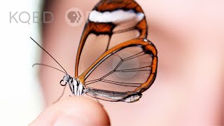 Glasswing Butterflies Want To Make Something Perfectly Clear  Deep Look [upl. by Agathy]