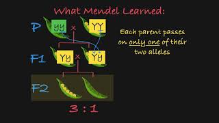 Mendels P F1 and F2 Generations Explained [upl. by Anelak672]