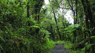 Relaxing Sounds of El Yunque National Forest Puerto Rico  New Version High Quality 10 Hour Audio [upl. by Wehrle]