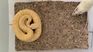 Feeding Albino Western Diamondback Rattlesnake [upl. by Volkan]