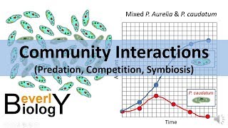 Community Interactions Competition Predation Symbiosis [upl. by Indyc]