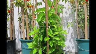 Grow a Diabetes Plant  Gynura Procumbens  Insulin Plant [upl. by Hecker]