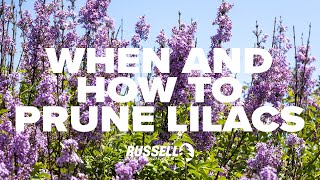 When and How to Prune Lilacs [upl. by Eisak]