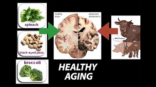 Healthy Nutrient Wealthy and Wise Diet for Healthy Aging  Research on Aging [upl. by Ferretti]