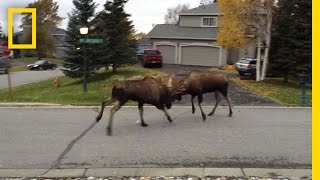 Watch Moose Fight in a Quiet Alaska Suburb  National Geographic [upl. by Quartus]