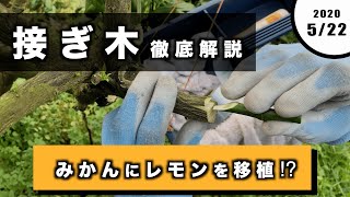 【接ぎ木 徹底解説】みかんの木にレモンを移植⁉︎Twitterで17万回再生！接木をする時のコツを詳しく説明！接木の結果も！みかん農家のリアル 善兵衛農園 3 [upl. by Avika938]