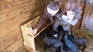 Paced Bottle Feeding  How To Give Bottles to Breastfed Babies [upl. by Edwina]