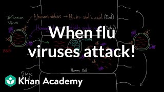 When flu viruses attack  Infectious diseases  Health amp Medicine  Khan Academy [upl. by Acinnor]