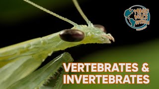 VERTEBRATES AND INVERTEBRATES [upl. by Aprile670]