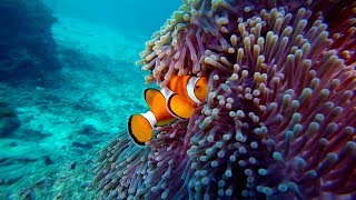 CLOWNFISH and Anemone [upl. by Domenech]