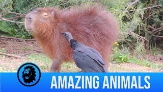 Vulture Eats Ticks Off Capybara [upl. by Tnafni]