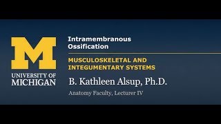 Skeletal System Intramembranous Ossification [upl. by Leahey]