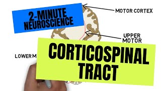 2Minute Neuroscience Corticospinal Tract [upl. by Arteid]