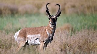 Field Judging Pronghorn Antelope  Buck 23 [upl. by Oflunra68]