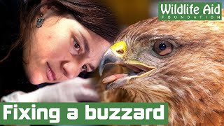 Grounded BUZZARD nursed back to health [upl. by Mccafferty196]