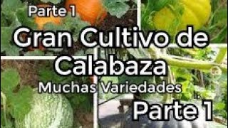 Cultivo de Calabaza Diferentes Variedades  Parte 1 [upl. by Faux]