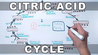 Citric Acid Cycle  Krebs Cycle [upl. by Ecydnarb]