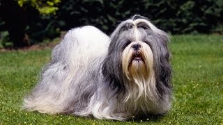 SHIH TZU BARKING  SHIH TZU HOWLING AND BARKING COMPILATION 2016 [upl. by Quenna]