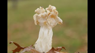 Helvella crispa  comestible  edible [upl. by Adnawuj]