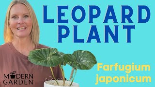 Leopard Plant Houseplant Care  Farfugium Japonicum  MOODY BLOOMS [upl. by Nairbo]