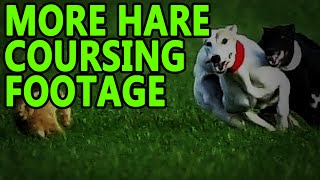 Hare Coursing More Footage  Working Lurchers [upl. by Trager]