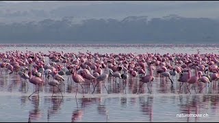 Flamingo Lake Nakuru [upl. by Aamsa20]