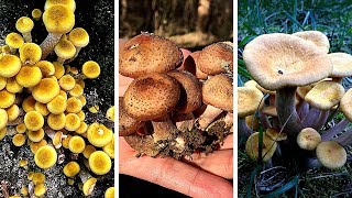 These honey mushrooms have 3 Poisonous Lookalikes 野生榛蘑三种 [upl. by Whitby216]