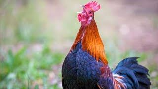 Red junglefowl Gallus gallus sound  call  song  crowing [upl. by Cicily]