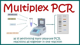 Multiplex PCR [upl. by Paige]