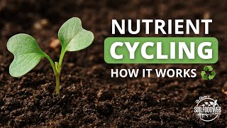 Nutrient Cycling  Soil Food Web School [upl. by Fiann845]