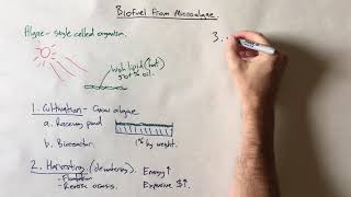 Biodiesel from microalgae [upl. by Kissner]