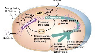 Microbiology of Microbial Metabolism [upl. by Eibbob604]