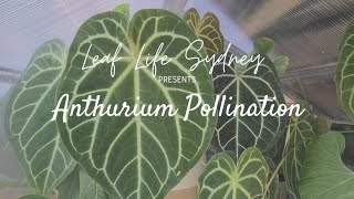 A Guide to Anthurium Pollination [upl. by Yelraf]